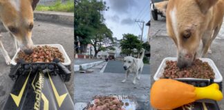 Caviteña College Student Feeds Stray Dogs Through Customized RC Car